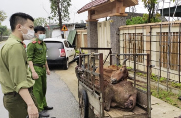 Công an huyện Lộc Hà xử lý đối tượng vận chuyển bò chết về giết mổ