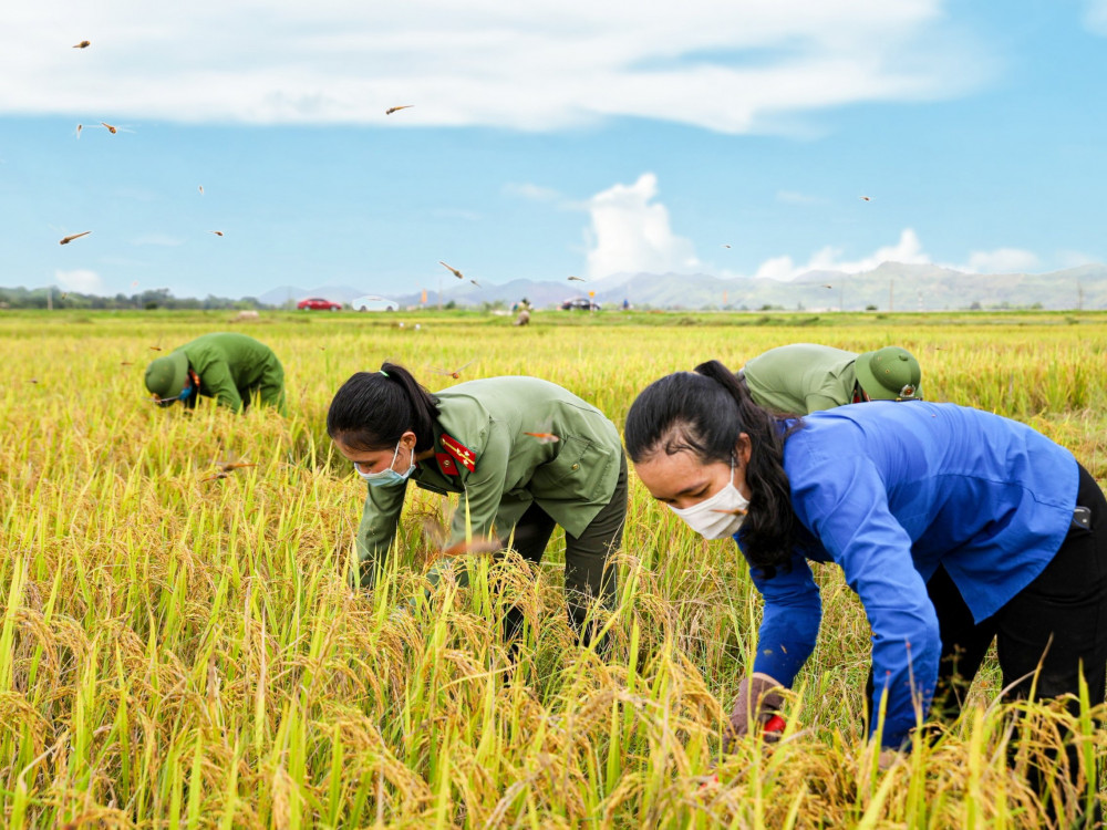 Thu hoạch lúa: Nông nghiệp luôn là ngành kinh tế quan trọng của đất nước Việt Nam. Điều đó cho thấy sự vất vả của những người nông dân trong quá trình trồng và thu hoạch lúa. Cùng ngắm nhìn hình ảnh về quá trình thu hoạch lúa với một sự tỉ mỉ và gian khổ đáng kinh ngạc!